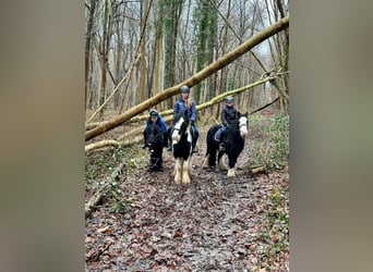 Cob Irlandese / Tinker / Gypsy Vanner, Castrone, 6 Anni, 126 cm, Morello