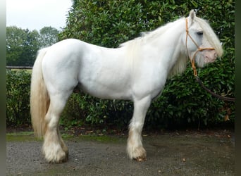 Cob Irlandese / Tinker / Gypsy Vanner, Castrone, 6 Anni, 130 cm, Grigio