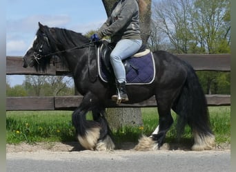 Cob Irlandese / Tinker / Gypsy Vanner, Castrone, 6 Anni, 133 cm, Morello