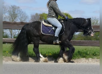 Cob Irlandese / Tinker / Gypsy Vanner, Castrone, 6 Anni, 133 cm, Morello