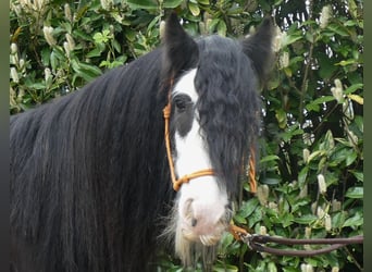Cob Irlandese / Tinker / Gypsy Vanner, Castrone, 6 Anni, 134 cm, Morello