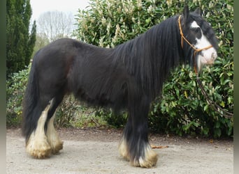 Cob Irlandese / Tinker / Gypsy Vanner, Castrone, 6 Anni, 134 cm, Morello