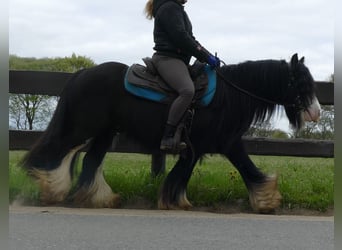 Cob Irlandese / Tinker / Gypsy Vanner, Castrone, 6 Anni, 134 cm, Morello