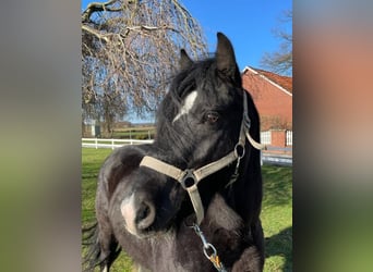 Cob Irlandese / Tinker / Gypsy Vanner, Castrone, 6 Anni, 135 cm, Morello