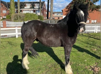 Cob Irlandese / Tinker / Gypsy Vanner, Castrone, 6 Anni, 135 cm, Morello