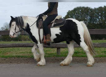 Cob Irlandese / Tinker / Gypsy Vanner, Castrone, 6 Anni, 137 cm, Pezzato