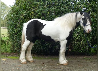 Cob Irlandese / Tinker / Gypsy Vanner, Castrone, 6 Anni, 137 cm, Pezzato