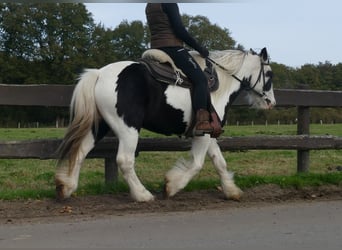 Cob Irlandese / Tinker / Gypsy Vanner, Castrone, 6 Anni, 137 cm, Pezzato