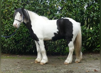 Cob Irlandese / Tinker / Gypsy Vanner, Castrone, 6 Anni, 137 cm, Pezzato