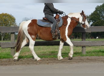 Cob Irlandese / Tinker / Gypsy Vanner Mix, Castrone, 6 Anni, 138 cm, Pezzato