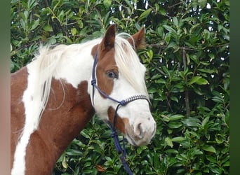 Cob Irlandese / Tinker / Gypsy Vanner Mix, Castrone, 6 Anni, 138 cm, Pezzato