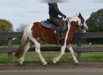 Cob Irlandese / Tinker / Gypsy Vanner Mix, Castrone, 6 Anni, 138 cm, Pezzato