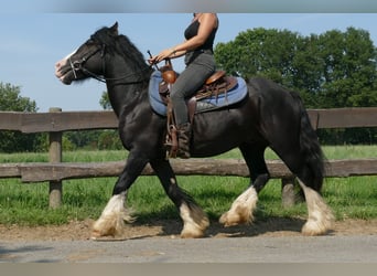 Cob Irlandese / Tinker / Gypsy Vanner, Castrone, 6 Anni, 139 cm, Morello