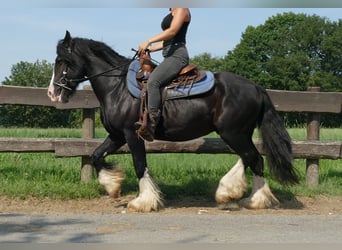 Cob Irlandese / Tinker / Gypsy Vanner, Castrone, 6 Anni, 139 cm, Morello