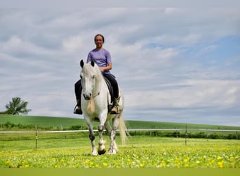 Cob Irlandese / Tinker / Gypsy Vanner Mix, Castrone, 6 Anni, 140 cm, Grigio