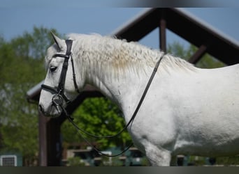 Cob Irlandese / Tinker / Gypsy Vanner Mix, Castrone, 6 Anni, 140 cm, Grigio