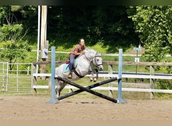 Cob Irlandese / Tinker / Gypsy Vanner Mix, Castrone, 6 Anni, 140 cm, Grigio