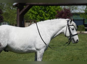 Cob Irlandese / Tinker / Gypsy Vanner Mix, Castrone, 6 Anni, 140 cm, Grigio