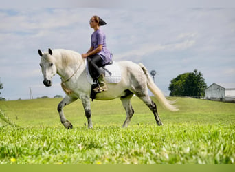 Cob Irlandese / Tinker / Gypsy Vanner Mix, Castrone, 6 Anni, 140 cm, Grigio