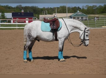 Cob Irlandese / Tinker / Gypsy Vanner Mix, Castrone, 6 Anni, 140 cm, Grigio