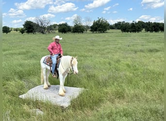 Cob Irlandese / Tinker / Gypsy Vanner, Castrone, 6 Anni, 142 cm, Palomino