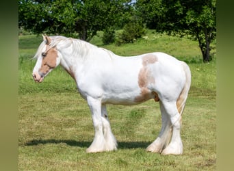 Cob Irlandese / Tinker / Gypsy Vanner, Castrone, 6 Anni, 142 cm, Palomino