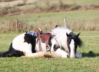 Cob Irlandese / Tinker / Gypsy Vanner, Castrone, 6 Anni, 142 cm, Tobiano-tutti i colori