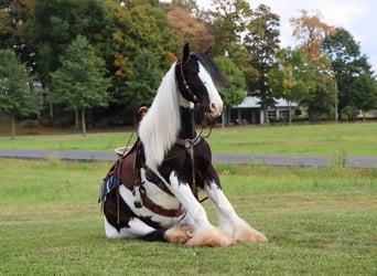 Cob Irlandese / Tinker / Gypsy Vanner, Castrone, 6 Anni, 142 cm, Tobiano-tutti i colori