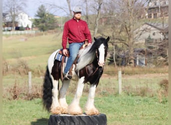 Cob Irlandese / Tinker / Gypsy Vanner, Castrone, 6 Anni, 142 cm, Tobiano-tutti i colori