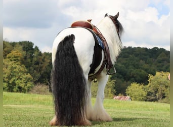 Cob Irlandese / Tinker / Gypsy Vanner, Castrone, 6 Anni, 142 cm, Tobiano-tutti i colori