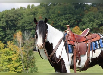 Cob Irlandese / Tinker / Gypsy Vanner, Castrone, 6 Anni, 142 cm, Tobiano-tutti i colori