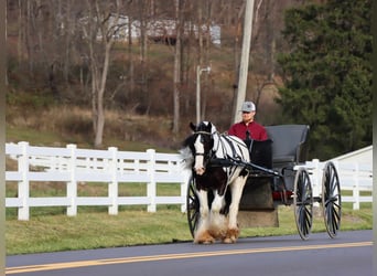 Cob Irlandese / Tinker / Gypsy Vanner, Castrone, 6 Anni, 142 cm, Tobiano-tutti i colori