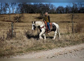 Cob Irlandese / Tinker / Gypsy Vanner, Castrone, 6 Anni, 142 cm, Tobiano-tutti i colori