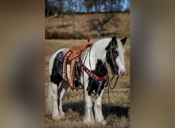 Cob Irlandese / Tinker / Gypsy Vanner, Castrone, 6 Anni, 142 cm, Tobiano-tutti i colori