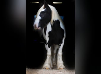 Cob Irlandese / Tinker / Gypsy Vanner, Castrone, 6 Anni, 142 cm, Tobiano-tutti i colori