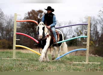 Cob Irlandese / Tinker / Gypsy Vanner, Castrone, 6 Anni, 142 cm, Tobiano-tutti i colori