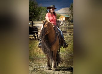 Cob Irlandese / Tinker / Gypsy Vanner, Castrone, 6 Anni, 145 cm, Falbo