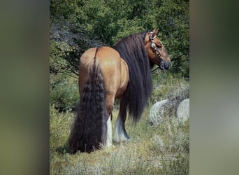 Cob Irlandese / Tinker / Gypsy Vanner, Castrone, 6 Anni, 145 cm, Falbo