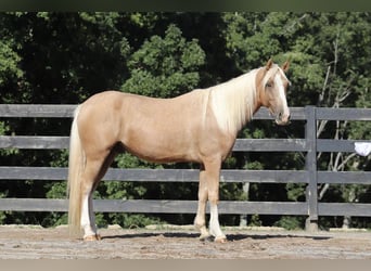 Cob Irlandese / Tinker / Gypsy Vanner Mix, Castrone, 6 Anni, 145 cm, Palomino