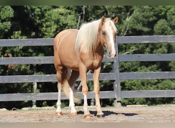 Cob Irlandese / Tinker / Gypsy Vanner Mix, Castrone, 6 Anni, 145 cm, Palomino