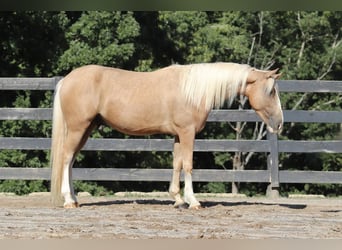 Cob Irlandese / Tinker / Gypsy Vanner Mix, Castrone, 6 Anni, 145 cm, Palomino