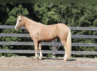 Cob Irlandese / Tinker / Gypsy Vanner Mix, Castrone, 6 Anni, 145 cm, Palomino