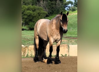 Cob Irlandese / Tinker / Gypsy Vanner Mix, Castrone, 6 Anni, 145 cm, Pelle di daino