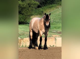 Cob Irlandese / Tinker / Gypsy Vanner Mix, Castrone, 6 Anni, 145 cm, Pelle di daino