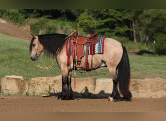 Cob Irlandese / Tinker / Gypsy Vanner Mix, Castrone, 6 Anni, 145 cm, Pelle di daino