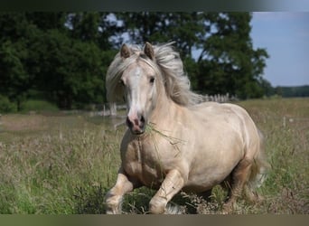 Cob Irlandese / Tinker / Gypsy Vanner, Castrone, 6 Anni, 147 cm, Palomino