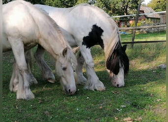 Cob Irlandese / Tinker / Gypsy Vanner, Castrone, 6 Anni, 147 cm, Palomino