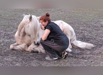 Cob Irlandese / Tinker / Gypsy Vanner, Castrone, 6 Anni, 147 cm, Palomino