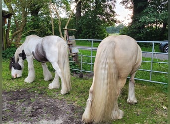 Cob Irlandese / Tinker / Gypsy Vanner, Castrone, 6 Anni, 147 cm, Palomino