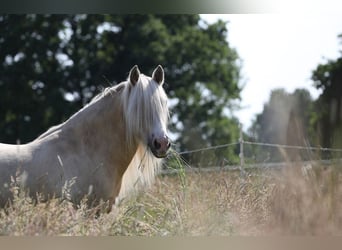 Cob Irlandese / Tinker / Gypsy Vanner, Castrone, 6 Anni, 147 cm, Palomino